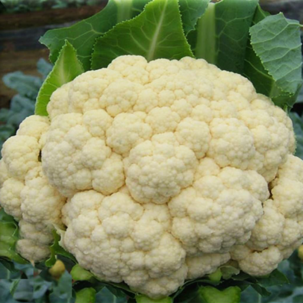 ⁦CAULIF - 667⁩ - الصورة ⁦2⁩