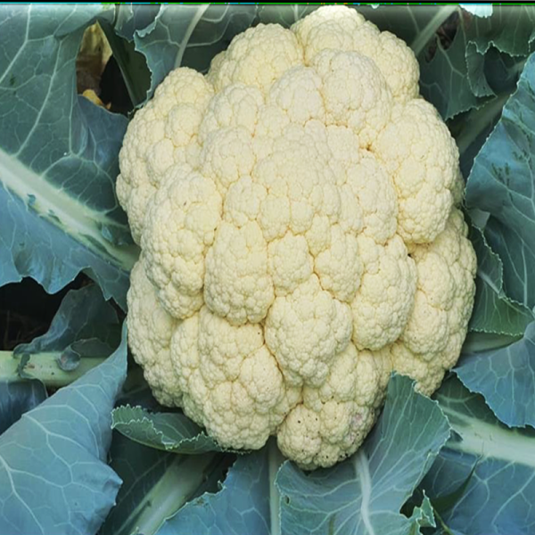 CAULIF - 667